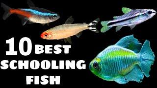 10 Best Schooling Fish For Aquarium