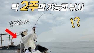 서해바다에 지금 고급횟감이 쏟아져!!ㄷㄷ 무조건 선비 벌어 돌아갑니다!
