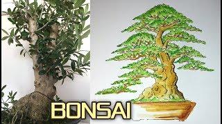 BONSAI DESIGN : How to Make a Bonsai Tree by Tedy Boy of Indonesia