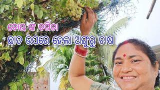 ଛାତ ଉପରେ ହେଲା ଅଙ୍ଗୁରୁ ଚାଷ || Grapes Farming on Terrace || ବୋଉଙ୍କ  ବଗିଚା || odia vlog || garden