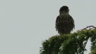 09/11/24 (#2) Taiga Merlin (Hunting) Kent Wa 0631-162