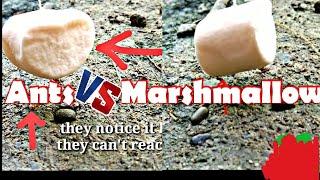 ANTS VS MARSHMALLOW: THE HANGING MARSHMALLOW | AWORLD