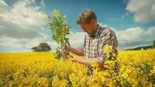 Syngenta Seeds | Rapsanbau mit Sorten von Syngenta | Betrieb Hohenleuchte in Mecklenburg