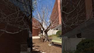 Arizona's Moon Tree