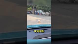 생명의 소중함을 아는 귀여운 강아지