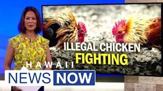 Animal activists call for tougher penalities amid Hawaii's weak cockfighting laws