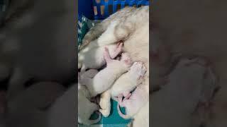 Kittens Fight for Milk