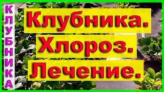 Хлороз клубники.  Лечение.  #клубникавесной #клубникаукраина #клубника #уходзаклубникой