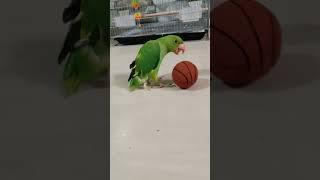 #parrot #gattu #playing