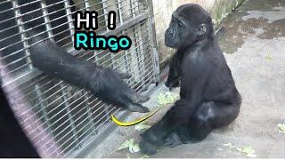 Gorilla Ringo fun interaction with Jabali,Tayari at the door金剛猩猩Ringo和Jabali,Tayari在玻璃屋內的門互摸R開心轉圈