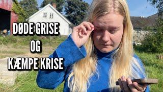 Døde grise og kæmpe krise | Livet på gården Ep. 28