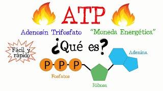  ¿Qué es el ATP?  [Fácil y Rápido] | BIOLOGÍA | QUÍMICA |