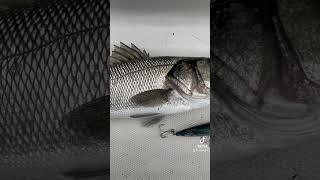 #pesca #fishing #pescaspinning #fish #branzino #spigola #perte #seabass