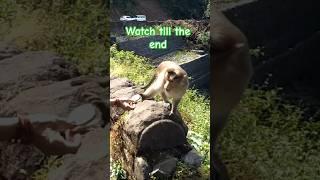 Monkey feeding #travelvlog #travel #vlog #funny #monkey #animals #nature #jungle #shorts #viralshort