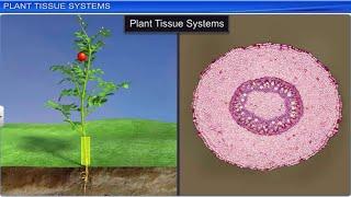 CBSE Class 11 Biology || Anatomy of Flowering Plants || Full Chapter || By Shiksha House