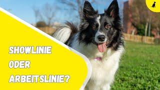 SHOWLINIE vs ARBEITSLINLIE ⎮DieHundezeitung