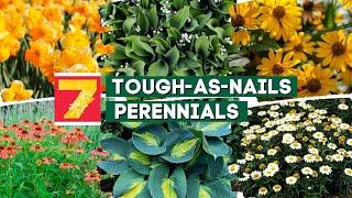 No Green Thumb Needed: 7 Tough-as-Nails Perennials! 