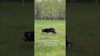 Sheepdogs trained to read the flight zone=smooth gather. #bordercollie #farm #stockdog #sheepdog
