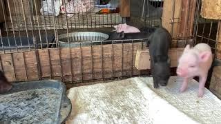Mama Pig Comes to Rescue Her Squealing Piglet | SATX Pet Pigs