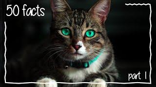 50 cat facts |  Part 1