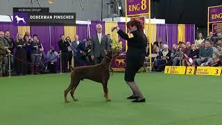 Doberman Pinschers   Breed Judging  at 2019 Westminster dog show