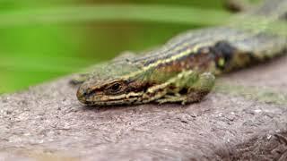 Peatland Pavilion COP26: Scotland’s Peatland ACTION - Loch Lomond & the Trossachs National Park