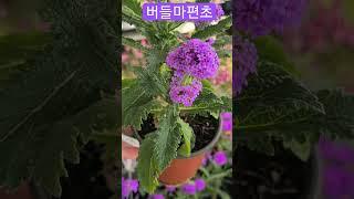#은혜화훼판매장 #왜성 버들마편초
