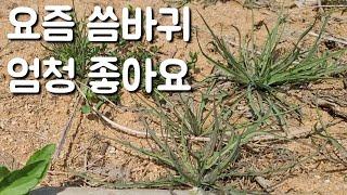 봄의 보약 가세씀바귀! 효능이 어마어마 하네요