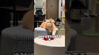 猫咪在想什么，看尾巴就明白了#猫咪尾巴的秘密#可爱的猫#新手养猫#铲屎官的乐趣#养猫人#养猫经验分享#猫