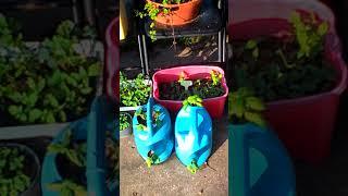 EJ'S VEGETABLE STAND UPDATED VIDEO AUG 16 2018.!!!!!!!!!!.