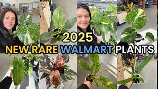 Monstera Thai! NEW WALMART RARE PLANTS! Big Box Houseplant Shopping - Indoor Plants - Walmart Finds