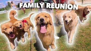 My Dog Has a Family Reunion Party!