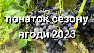 початок сезону ягоди 2023!