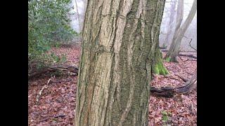 Lockdown in London day 8: Hornbeam (Carpinus betulus)