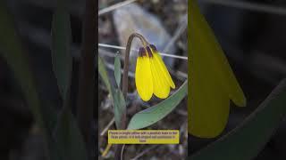 Yellowbells early spring #wildflower #spring