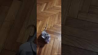 Сфинксы очень прыгучие