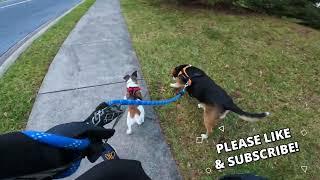 Walking The Dogs – Sunday, December 18 - MD Realtor – Frederick MD Real Estate