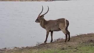 Waterbok