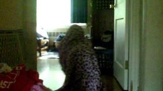 The thing in the hallway...