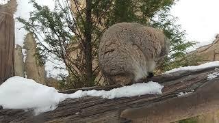 レフくん　コッチ向いて〜　マヌルネコ　那須どうぶつ王国