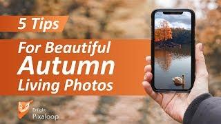 5 Tips For Beautiful Autumn Living Photos | Enlight Pixaloop