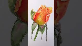 수채화 장미그림에 물방울 그려넣기/손그림/보태니컬아트/watercolor/watercolour/rose/hand/botanical painting/#shorts