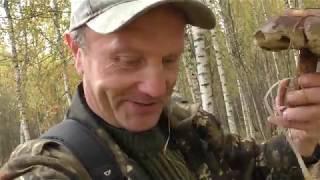 Тихая охота. Грибы и лес.