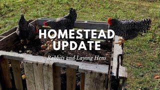 Homestead Update Rabbits and Laying Hens