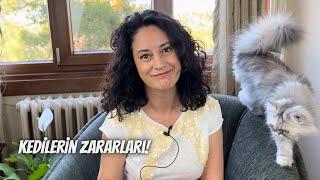 Kedi bakımının zorlukları‼️ İlk kez kedi sahiplenmeyi düşünenler mutlaka seyretmeli…