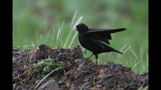 CENTRAL ASIA birding tour - Video Trip Report