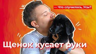 Что случилось, Усы? Щенок кусает руки