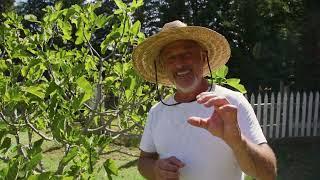 Fig Tree: Easy Tips for a Bountiful Harvest!