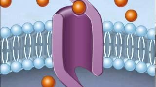 How Facilitated Diffusion Works