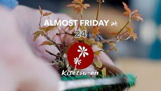 ALMOST FRIDAY AT Kisetsu-en 24 - repotting Mame bonsai